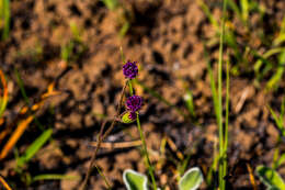 Sivun Senecio variabilis Sch. Bip. kuva