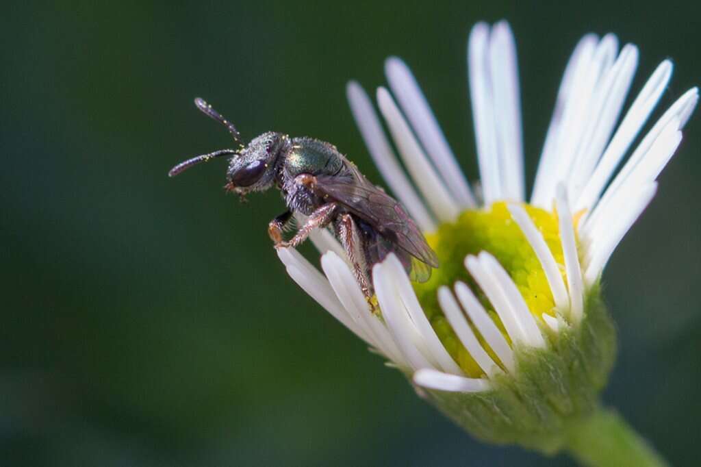 Image of Lasioglossum urbanum (Smith 1879)