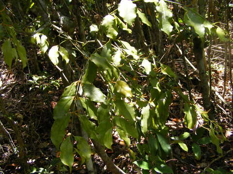 Phoradendron piperoides (Kunth) Trel.的圖片