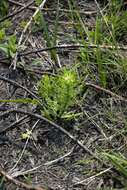 Image of Senecio erubescens var. incisus DC.