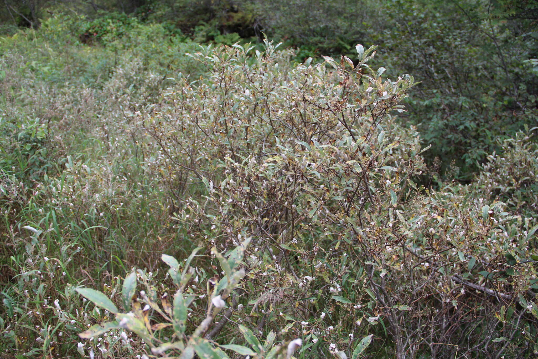 Image of Salix krylovii E. Wolf