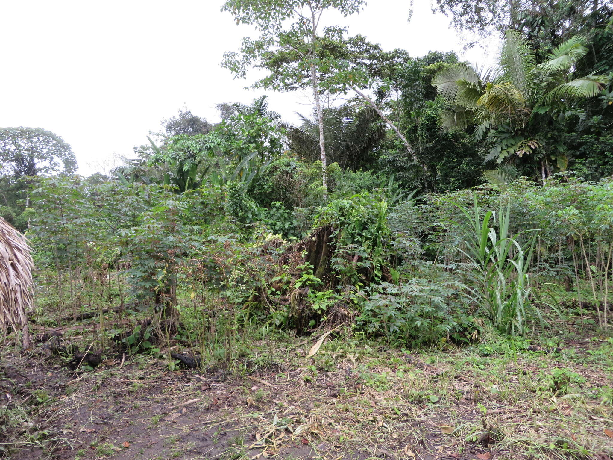 Image of Astrocaryum murumuru Mart.