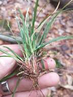 Image of black edge sedge