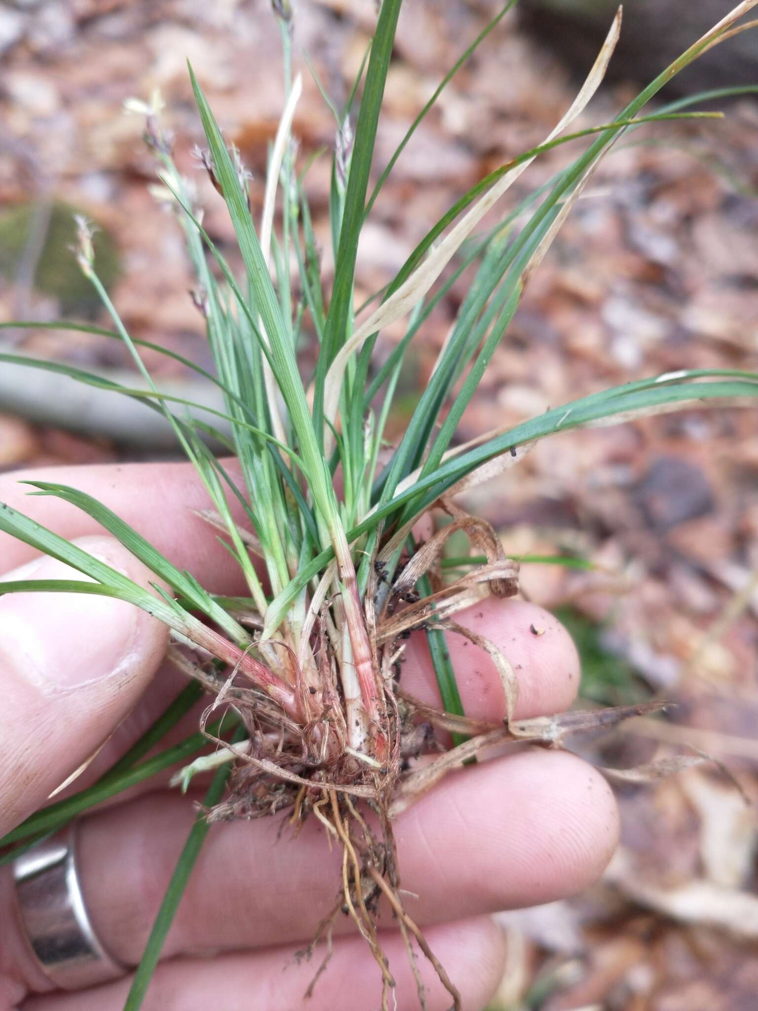 Image of black edge sedge