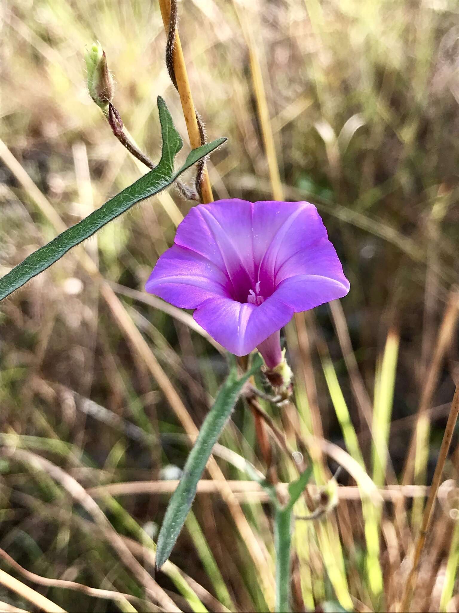 Image of rockland morning-glory