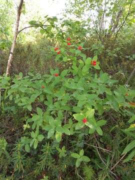 صورة Lonicera chamissoi Bunge