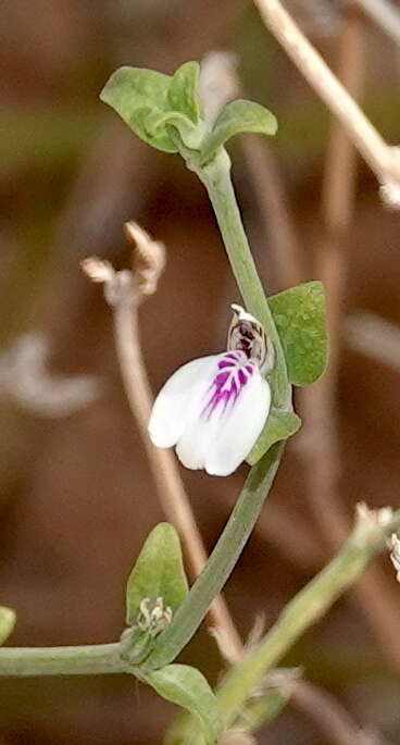 Image of Justicia protracta (Nees) T. Anders.