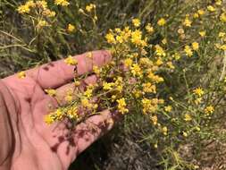 Image of broom snakeweed