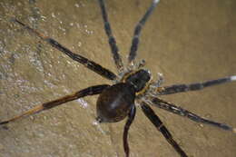 صورة Dolomedes raptor Bösenberg & Strand 1906