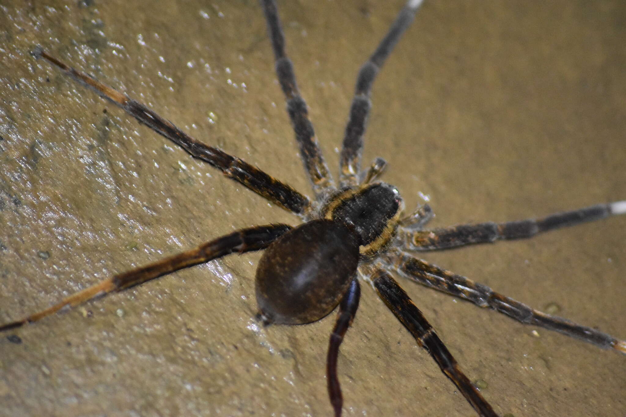 صورة Dolomedes raptor Bösenberg & Strand 1906