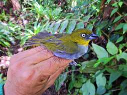 Image of Yellow-throated Bush Tanager