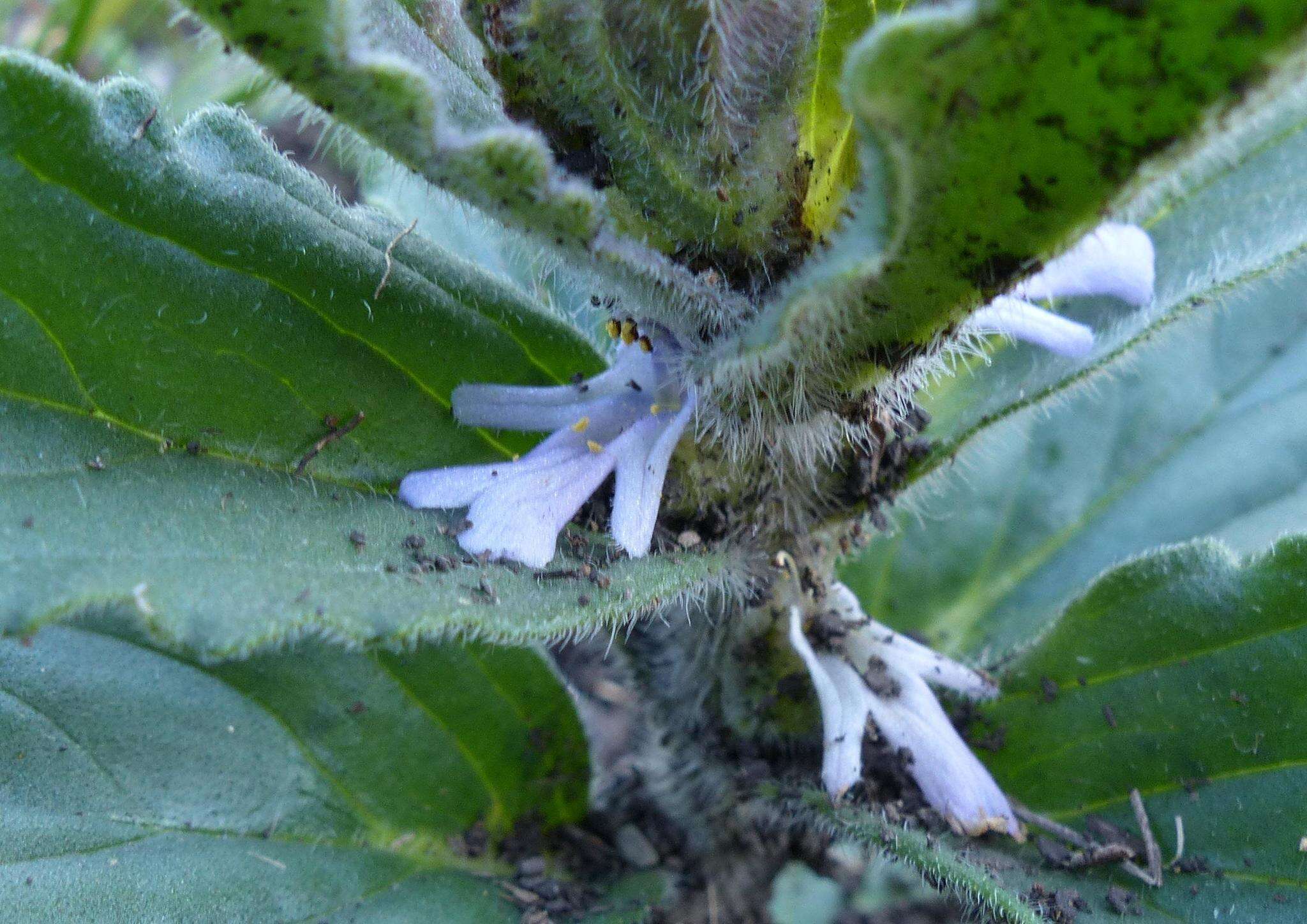 Image of Bugle plant