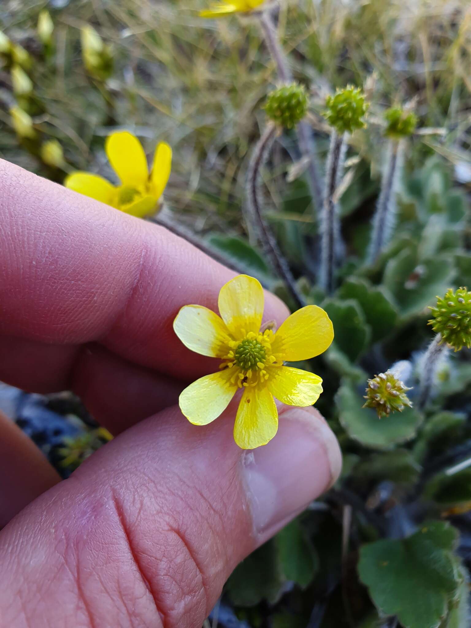 Image of Australian buttercup