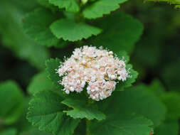 Image of Spiraea betulifolia var. betulifolia