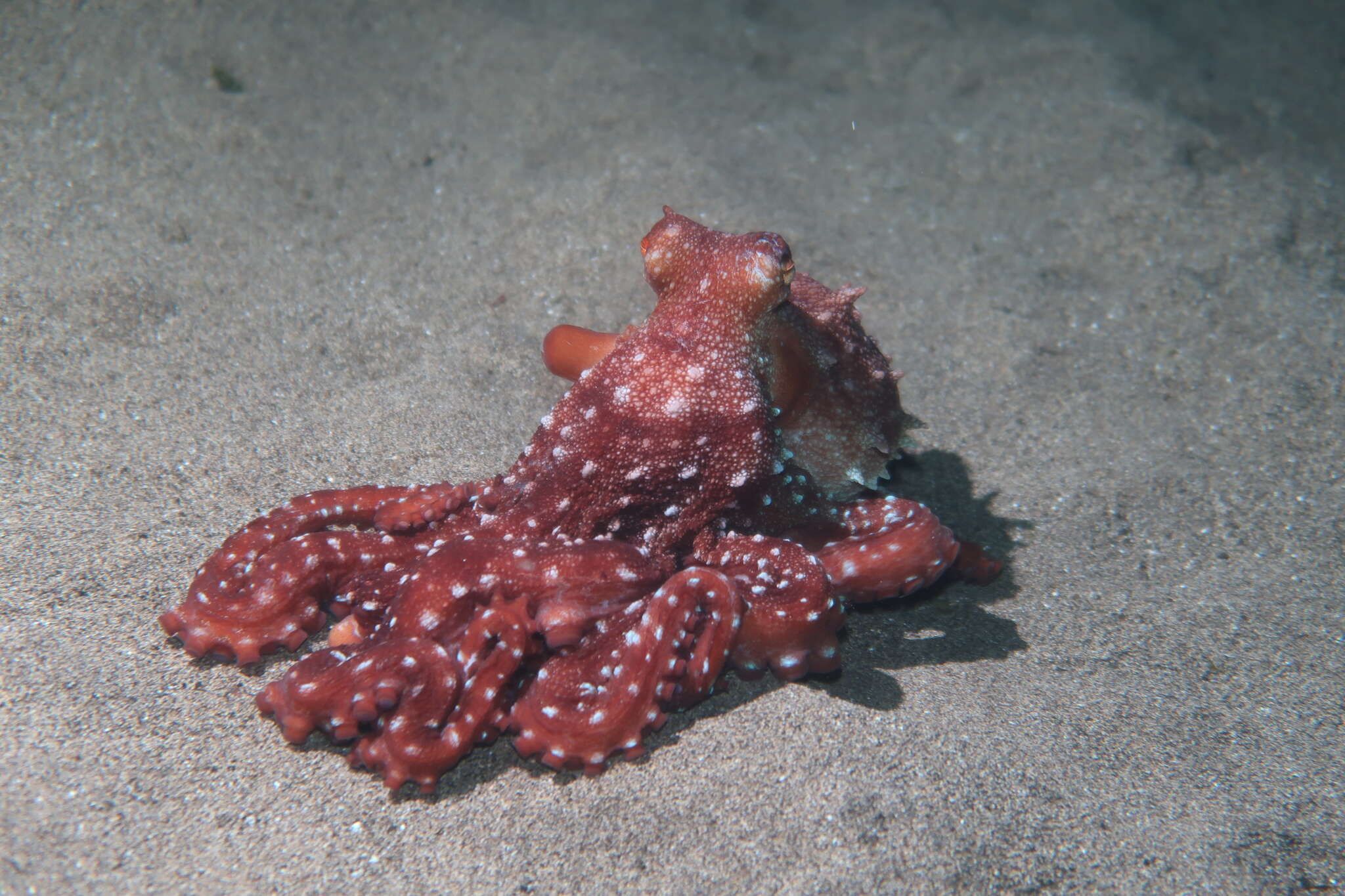 Image of Whitespot octopus