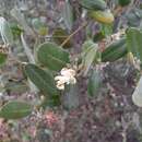 Image of Colicodendron aviceniifolium (Kunth) Seemann