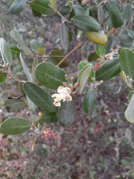 Image of Colicodendron aviceniifolium (Kunth) Seemann