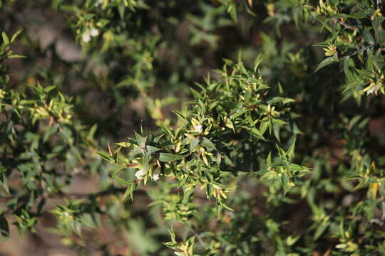 Image of Leucopogon rufus Lindl.