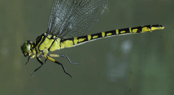 Image of Stylurus annulatus (Djakonov 1926)