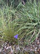 Image of Patersonia umbrosa var. umbrosa