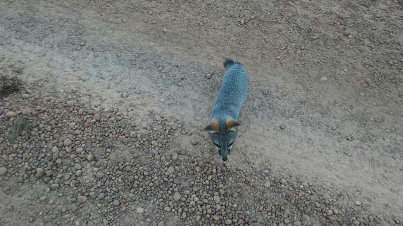 Image of California Channel Island Fox