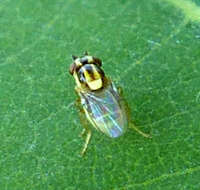 Image of Chloropid fly