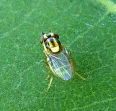 Image of Chloropid fly