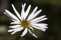 Image of smooth Townsend daisy