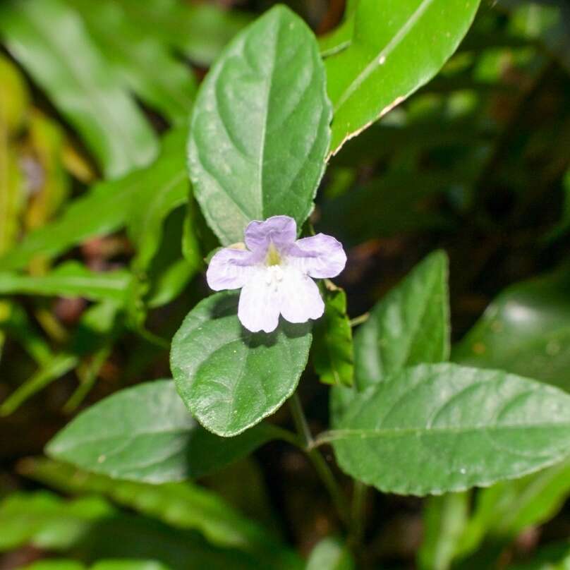 Strobilanthes tetraspermus Druce resmi