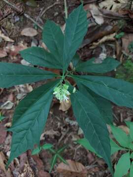 Caamembeca salicifolia (Poir.) J. F. B. Pastore的圖片