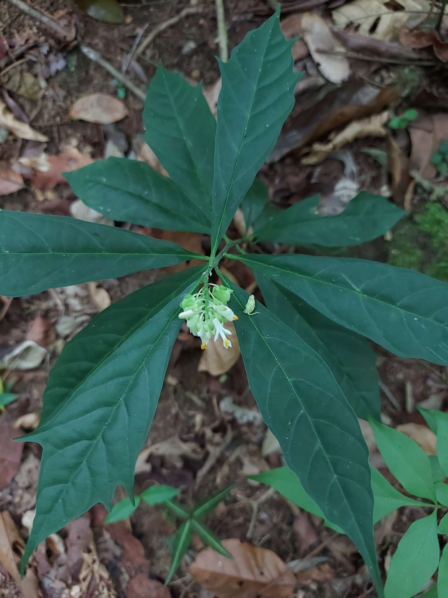 Image de Caamembeca salicifolia (Poir.) J. F. B. Pastore