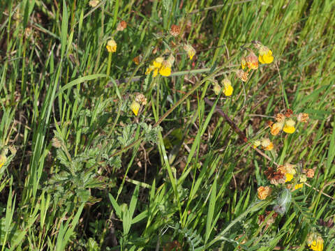 Imagem de Hermannia alnifolia L.