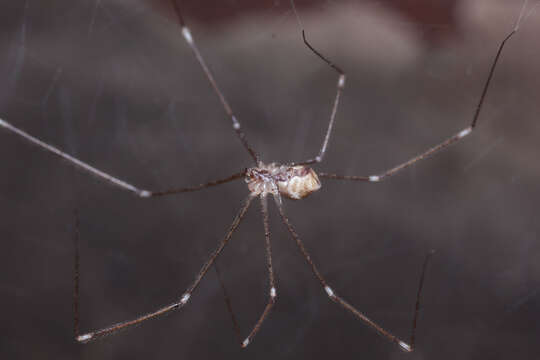 Image of Cellar spider