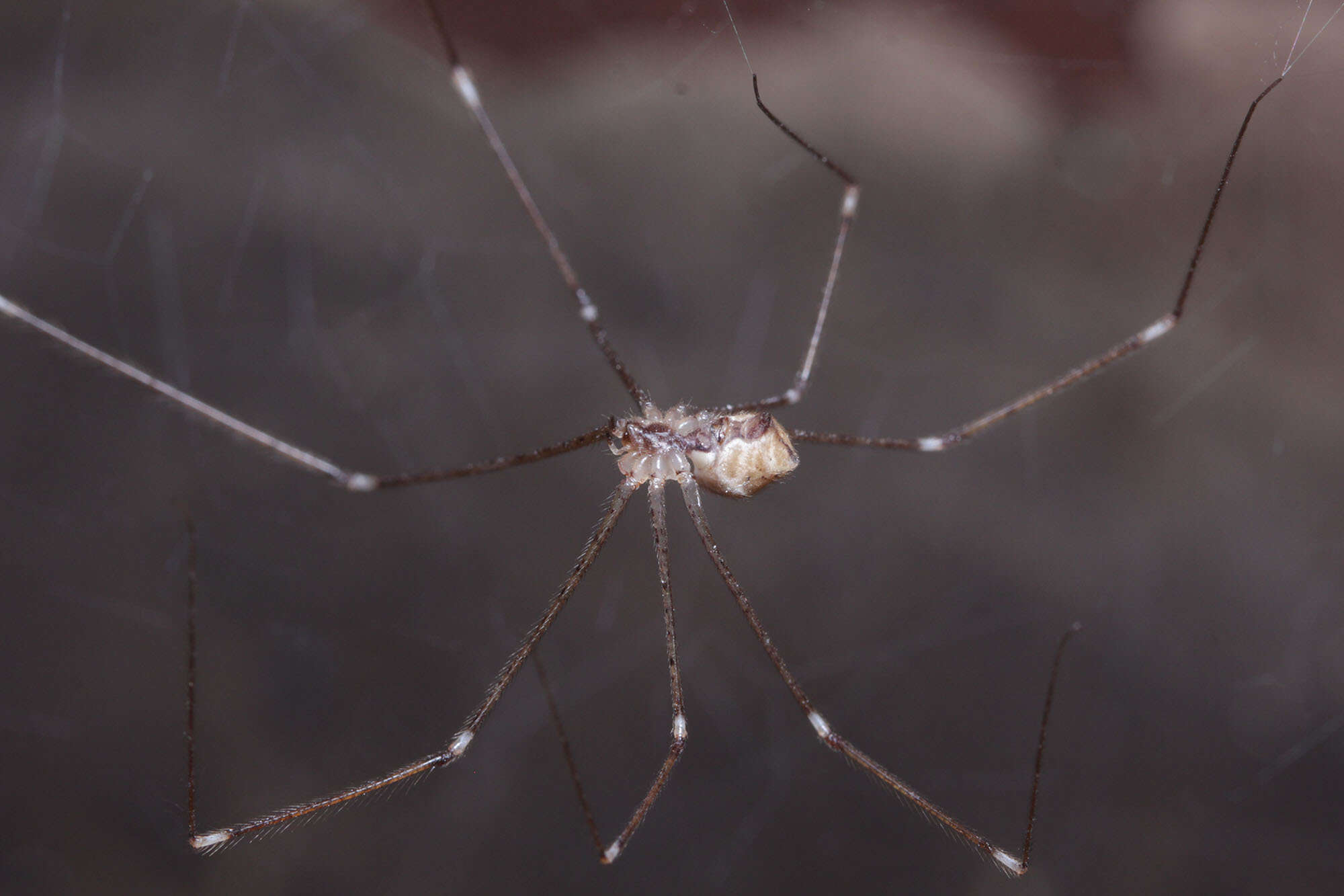 Image of Cellar spider