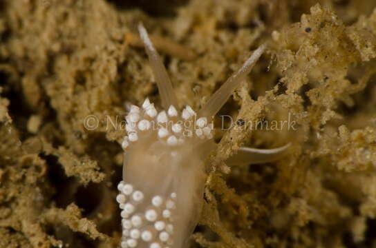 Coryphella verrucosa (M. Sars 1829) resmi