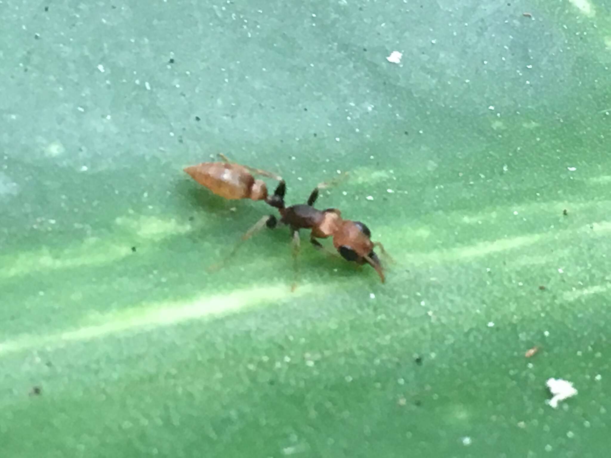 Image of Pseudomyrmex boopis (Roger 1863)