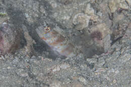 Image of Broad-banded shrimpgoby