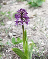 Image de Orchis hybrida (Lindl.) Boenn. ex Rchb.