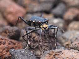 Plancia ëd Cicindela (Cicindela) sachalinensis sachalinensis A. Morawitz 1862