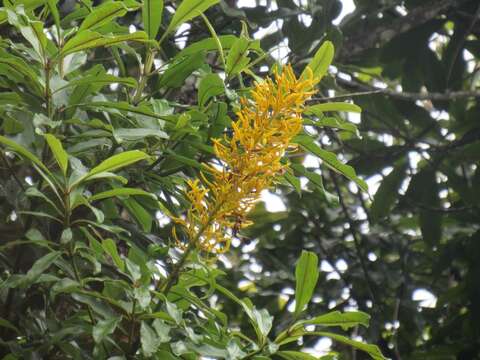 Image of Vochysia angelica M. C. Vianna & Fontella