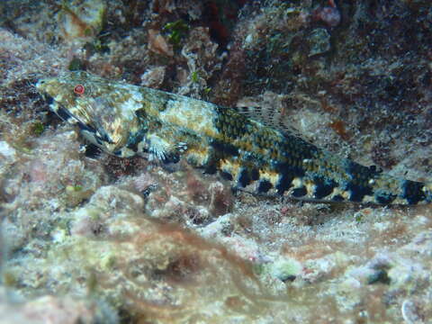 Image of Two-spot lizard fish