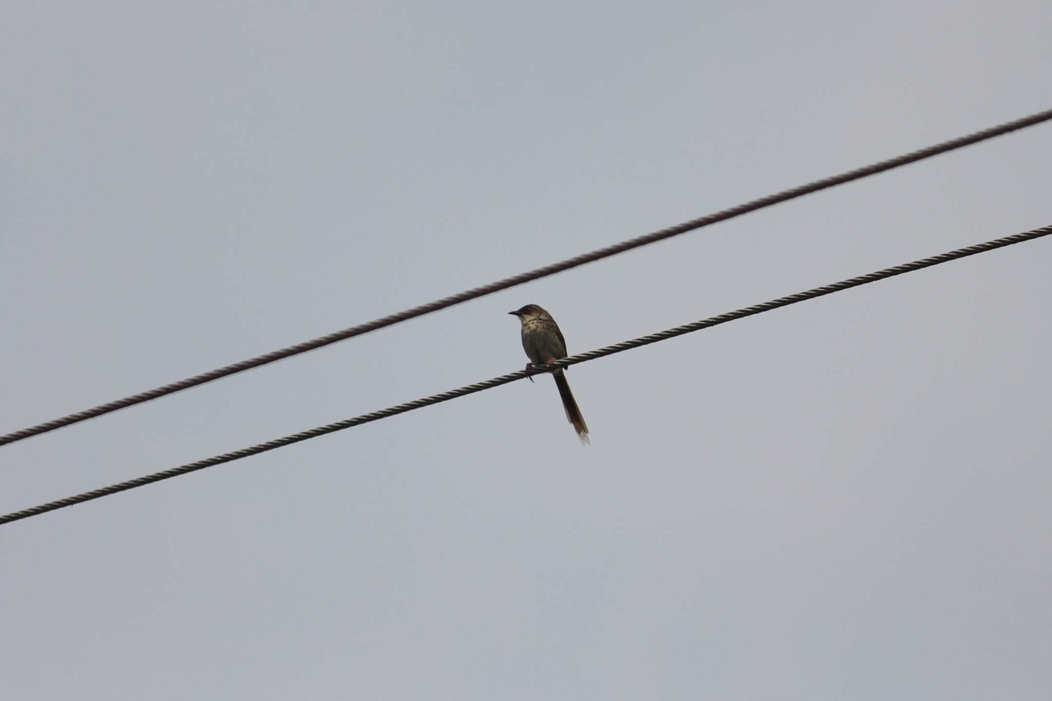 Image of Himalayan Prinia