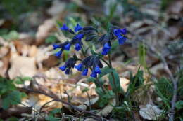 Image of Pulmonaria australis (J. Murr) W. Sauer