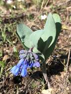 Mertensia longiflora Greene resmi