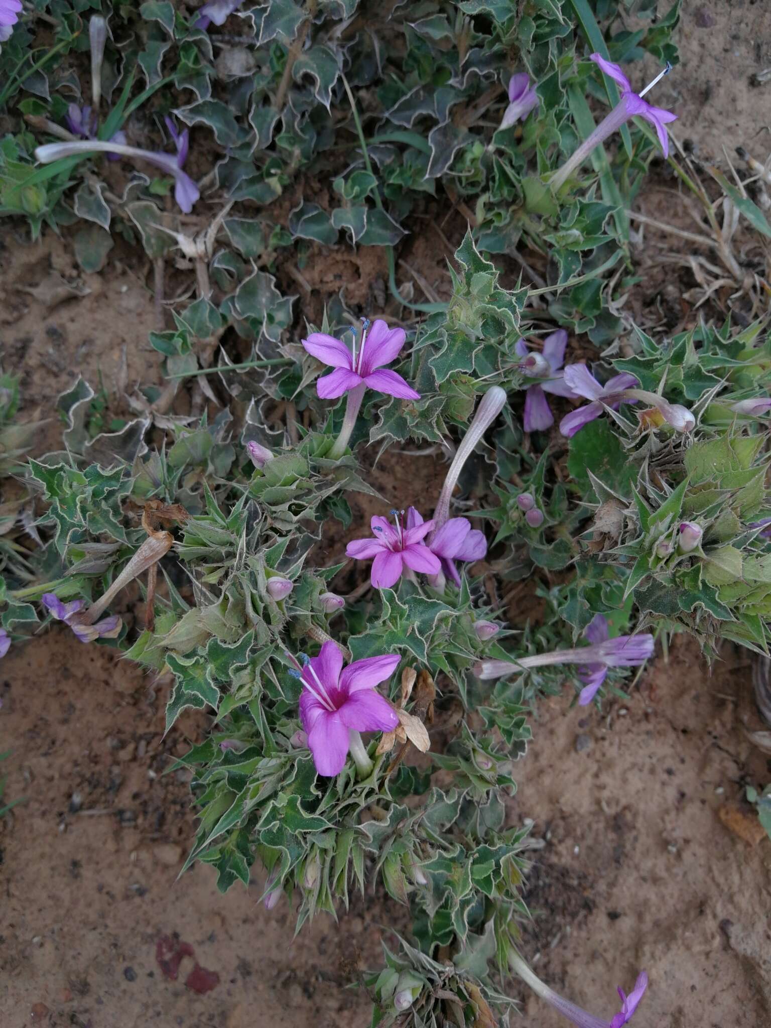 Imagem de Barleria pungens L. fil.