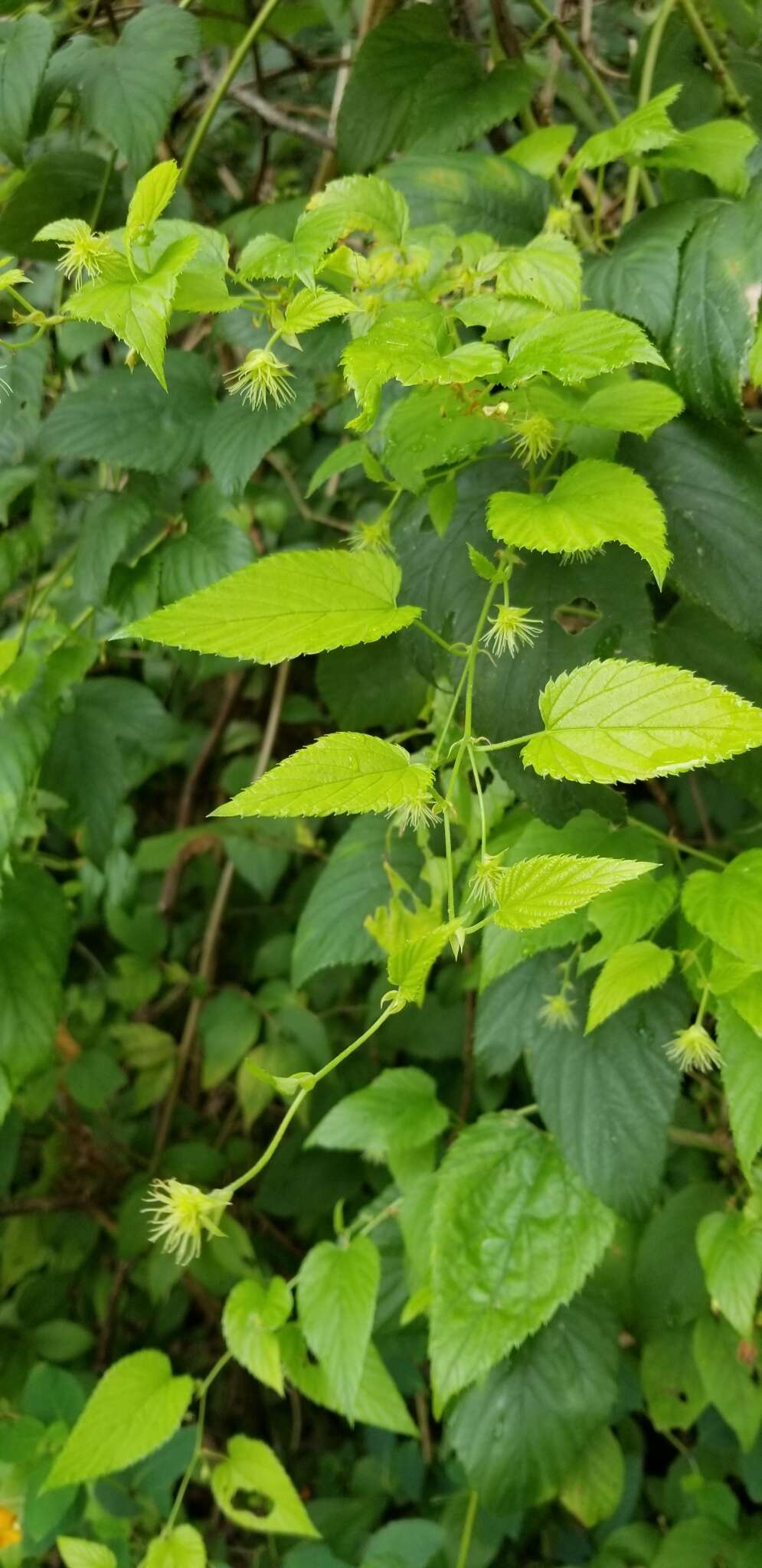 Image of common hop