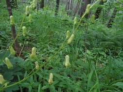 Imagem de Aconitum ranunculoides Turcz.