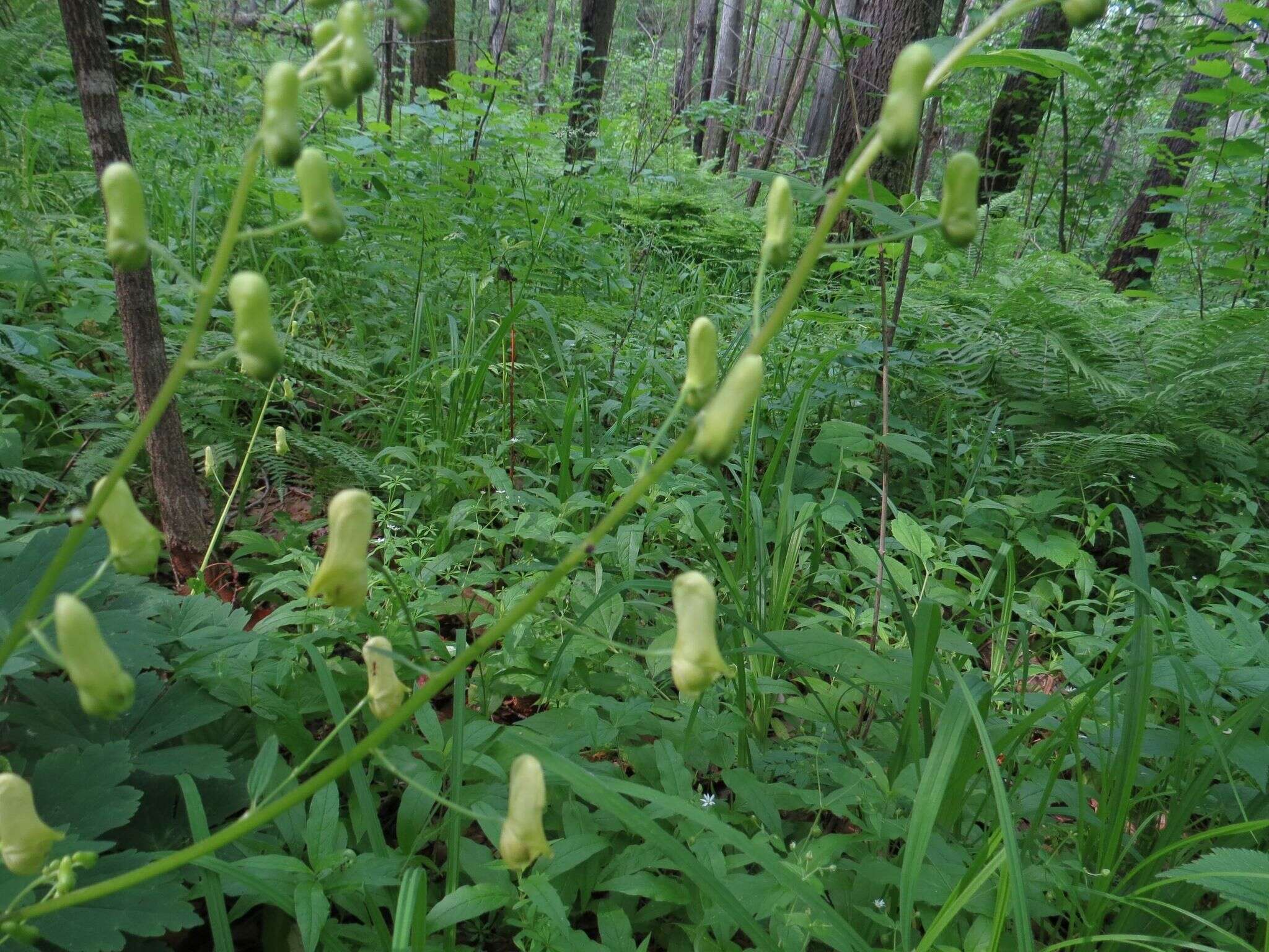 Imagem de Aconitum ranunculoides Turcz.