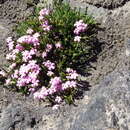 Image de Ourisia microphylla Poepp. & Endl.