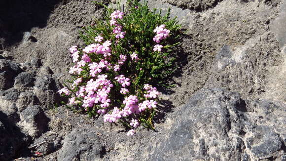 Image de Ourisia microphylla Poepp. & Endl.